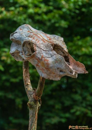 2018-07-29 Archeon 015