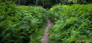 2017-07-12 Avondwandeling-15