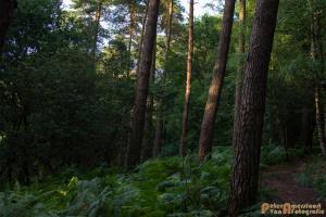 2017-07-12 Avondwandeling-17