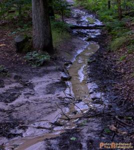 2017-07-12 Avondwandeling-18