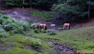 2017-07-12 Avondwandeling-19