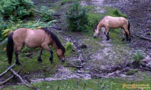 2017-07-12 Avondwandeling-20