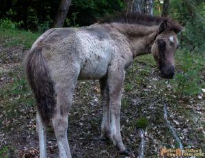 2017-07-12 Avondwandeling-21