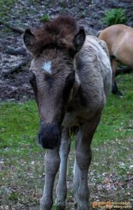 2017-07-12 Avondwandeling-22