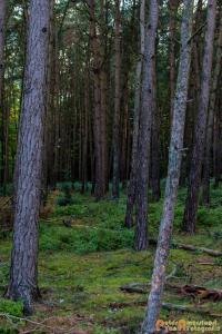 2017-07-12 Avondwandeling-24