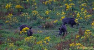 2017-07-12 Avondwandeling-28