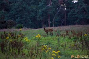 2017-07-12 Avondwandeling-29