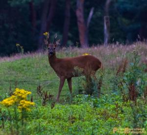 2017-07-12 Avondwandeling-30