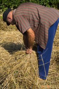 2017-07-21 Buitenmolen Zevenaar-08