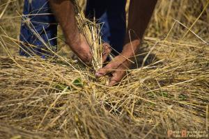 2017-07-21 Buitenmolen Zevenaar-10