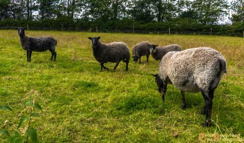 2017-08-25 Vakantie Denmarken-15