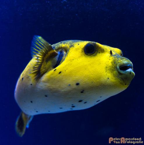 2017-08-27 Vakantie Denmarken-49