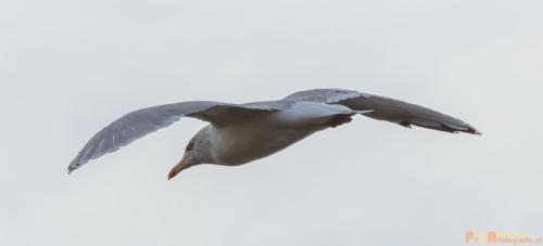 2018-09-30 Europoort-2e Maasvlakte 007