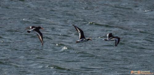 2018-09-30 Europoort-2e Maasvlakte 015