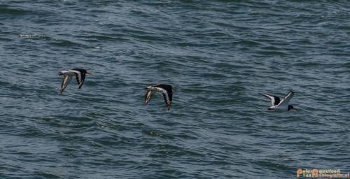 2018-09-30 Europoort-2e Maasvlakte 016