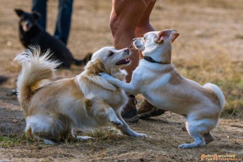 2018-08-22 Honden Reunie 004