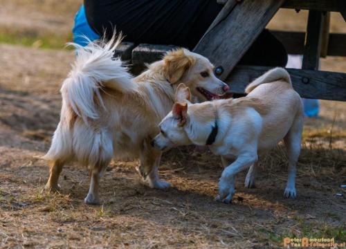 2018-08-22 Honden Reunie 005
