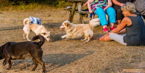 2018-08-22 Honden Reunie 007