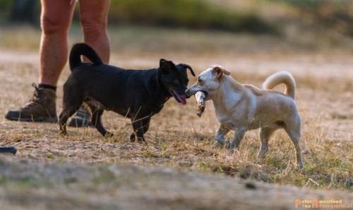 2018-08-22 Honden Reunie 009