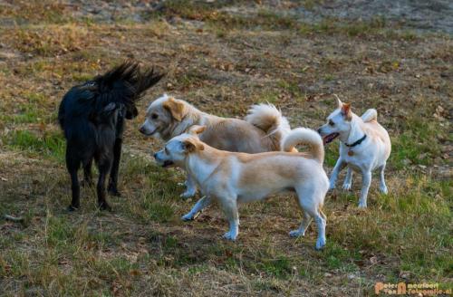 2018-08-22 Honden Reunie 010