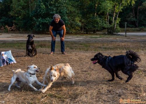 2018-08-22 Honden Reunie 013