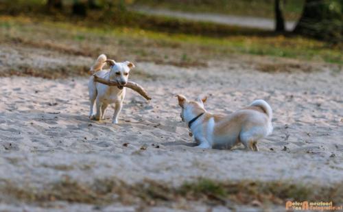 2018-08-22 Honden Reunie 018