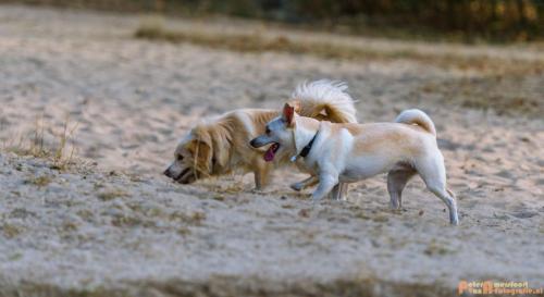 2018-08-22 Honden Reunie 019