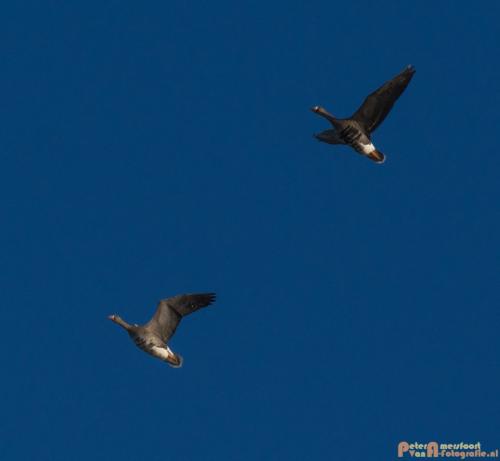 2018-01-07 Hoogwater 006