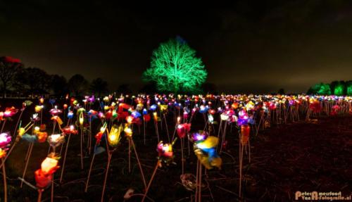 2019-03-07 LichtFestival Kasteel Doornenburgi 030