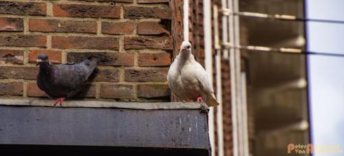 2017-10-01 Living Statues Arnhem 31a