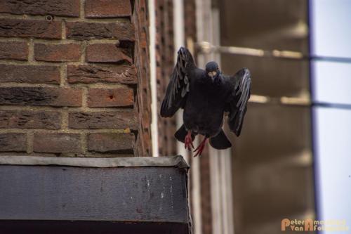 2017-10-01 Living Statues Arnhem 32