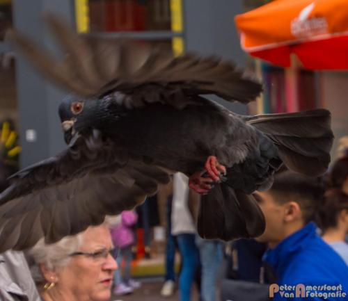 2017-10-01 Living Statues Arnhem 35