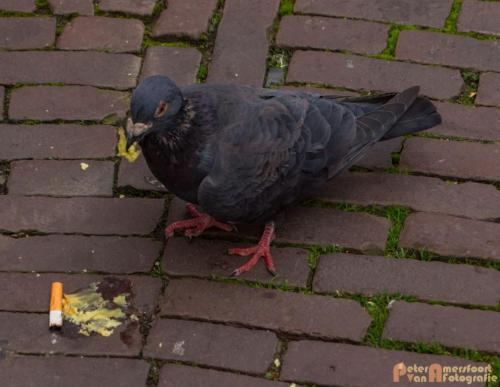 2017-10-01 Living Statues Arnhem 36