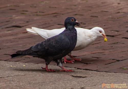 2017-10-01 Living Statues Arnhem 38