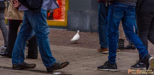 2017-10-01 Living Statues Arnhem 39