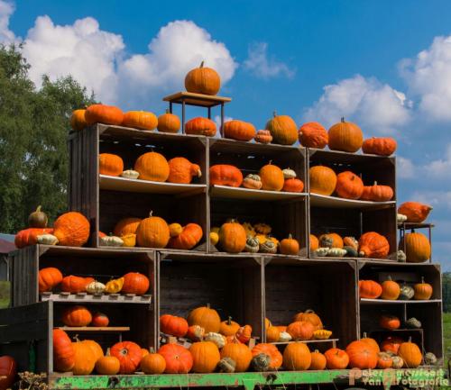 2017-09-03 Pompoenwagen aan de Zevenheuvelenweg-02