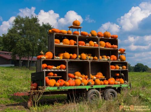 2017-09-03 Pompoenwagen aan de Zevenheuvelenweg-03