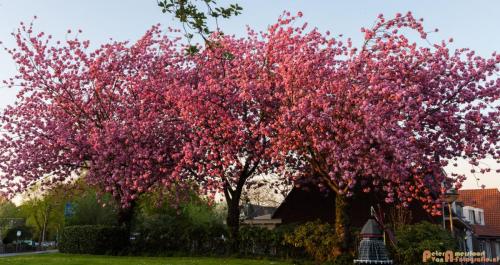 2018-04-19 Doesburg 001