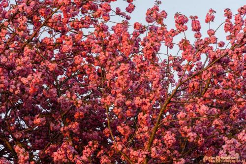 2018-04-19 Doesburg 002