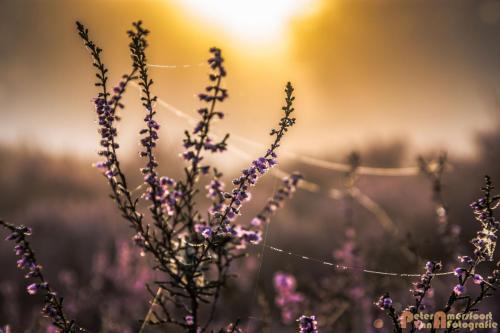 2017-08-16 Posbank Zonsopkomst-11