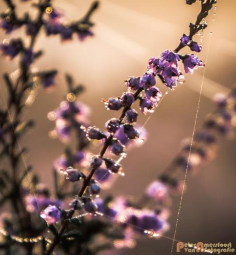 2017-08-16 Posbank Zonsopkomst-12