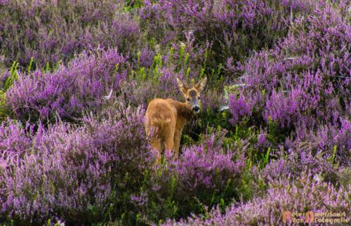 2017-08-16 Posbank Zonsopkomst-23