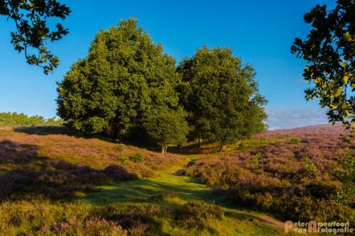 2017-08-16 Posbank Zonsopkomst-29