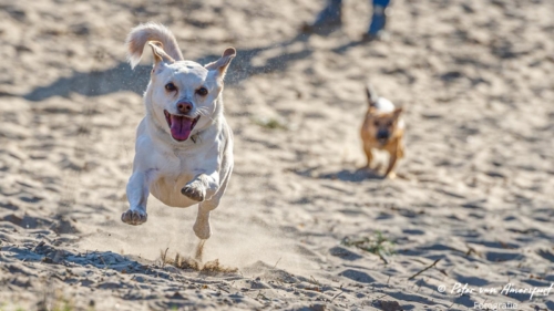 2022-03-06-Wandeling-met-Puck-en-Luna-Rozendaalse-Veld-12