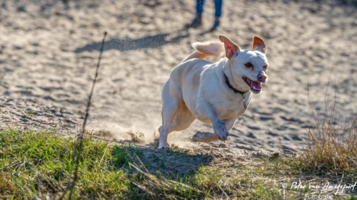 2022-03-06-Wandeling-met-Puck-en-Luna-Rozendaalse-Veld-13