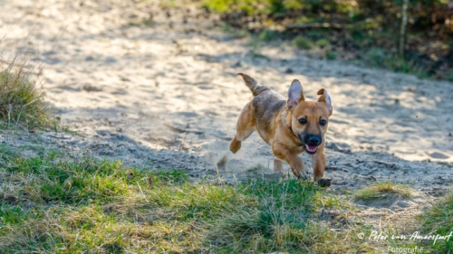 2022-03-06-Wandeling-met-Puck-en-Luna-Rozendaalse-Veld-14