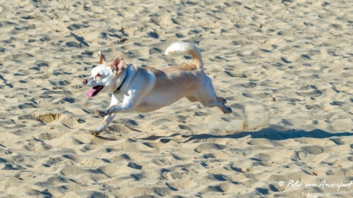 2022-03-06-Wandeling-met-Puck-en-Luna-Rozendaalse-Veld-15