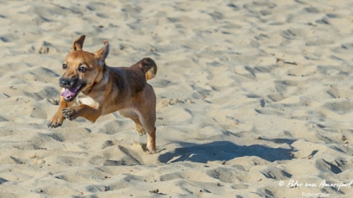 2022-03-06-Wandeling-met-Puck-en-Luna-Rozendaalse-Veld-16