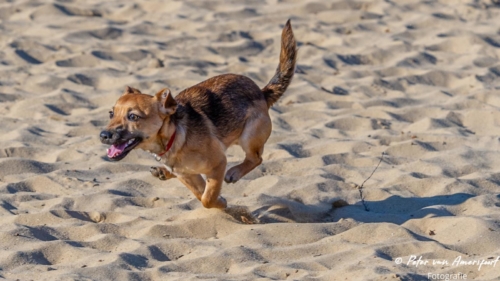 2022-03-06-Wandeling-met-Puck-en-Luna-Rozendaalse-Veld-17