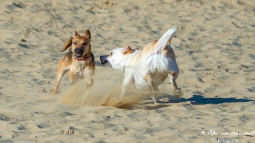 2022-03-06-Wandeling-met-Puck-en-Luna-Rozendaalse-Veld-18